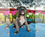 Small Photo #7 Olde English Bulldogge Puppy For Sale in CANYON LAKE, TX, USA