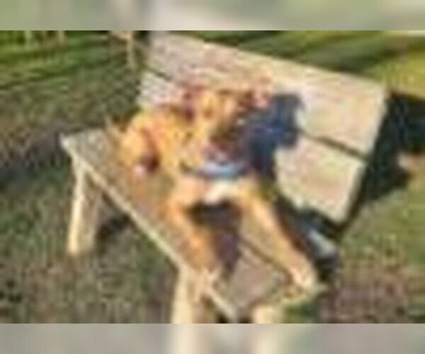 Medium Photo #7 American Pit Bull Terrier-Rhodesian Ridgeback Mix Puppy For Sale in Spotsylvania, VA, USA