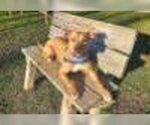 Small Photo #7 American Pit Bull Terrier-Rhodesian Ridgeback Mix Puppy For Sale in Spotsylvania, VA, USA