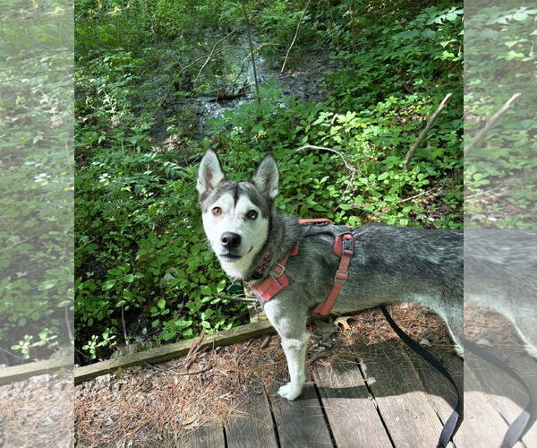 Medium Photo #2 Huskies -Unknown Mix Puppy For Sale in Clarkston, MI, USA