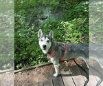 Small #1 Huskies  Mix