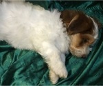 Small Photo #15 Havanese Puppy For Sale in FENTON, MO, USA