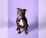 Small #1 American Staffordshire Terrier