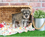Small #1 Schnauzer (Miniature)