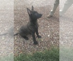 Small Photo #2 Dutch Shepherd Dog Puppy For Sale in CASTLE ROCK, CO, USA