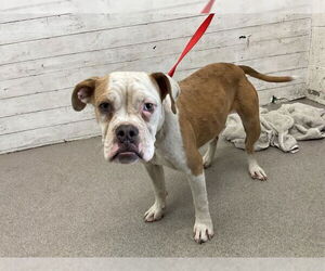 Bulldog-Unknown Mix Dogs for adoption in San Bernardino, CA, USA