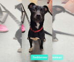 Small Labrador Retriever Mix
