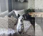 Small #13 Chihuahua Mix