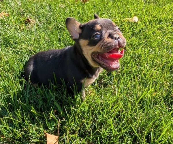 Medium Photo #11 French Bulldog Puppy For Sale in GOSHEN, IN, USA