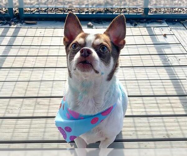 Medium Photo #1 Chihuahua Puppy For Sale in Orange, CA, USA