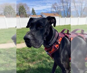 Great Dane Dogs for adoption in Wheaton, IL, USA