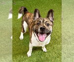 Small #2 Akita-French Bulldog Mix