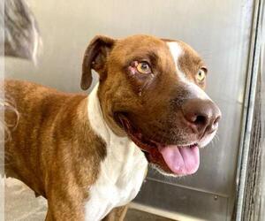 American Pit Bull Terrier Dogs for adoption in San Bernardino, CA, USA