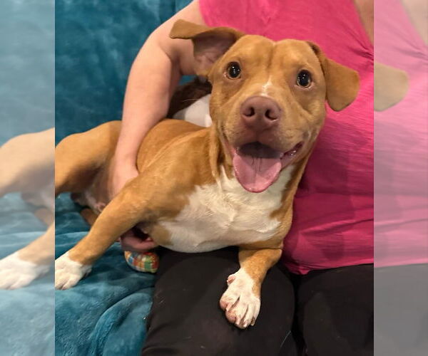 Medium Photo #3 Basset Hound-Unknown Mix Puppy For Sale in New York, NY, USA