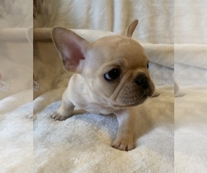 French Bulldog Puppy for sale in JOHNS ISLAND, SC, USA
