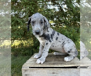 Great Dane Dog for Adoption in MIDDLEBURY, Indiana USA