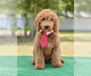 Goldendoodle Puppy for sale in FROSTPROOF, FL, USA