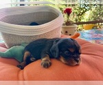 Small Photo #13 Cavalier King Charles Spaniel Puppy For Sale in ORO VALLEY, AZ, USA
