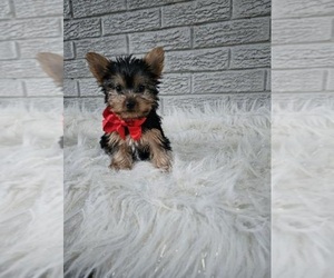 Yorkshire Terrier Puppy for sale in INDIANAPOLIS, IN, USA