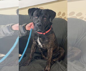 Mastador Dogs for adoption in Williamsburg, IA, USA