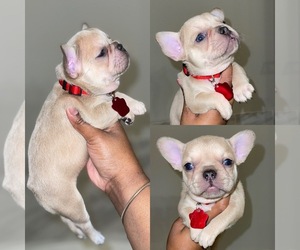 French Bulldog Puppy for sale in ATLANTA, GA, USA