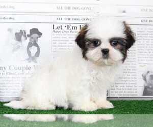 Shih Tzu Puppy for sale in BEL AIR, MD, USA