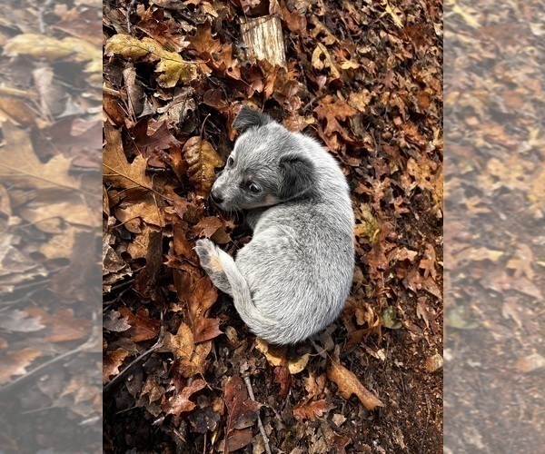 Medium Photo #2 Australian Cattle Dog Puppy For Sale in OREGON HOUSE, CA, USA