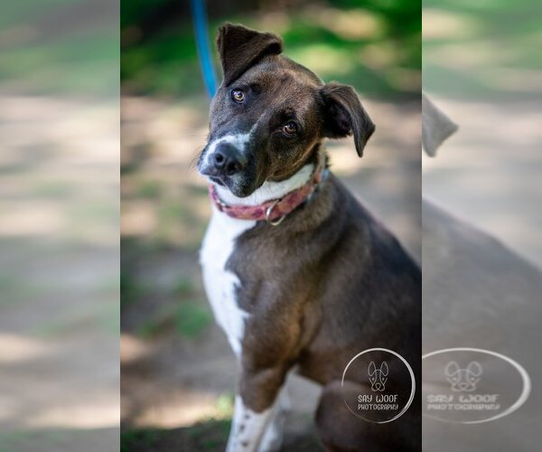 Medium Photo #12 Borador Puppy For Sale in Brewster, NY, USA