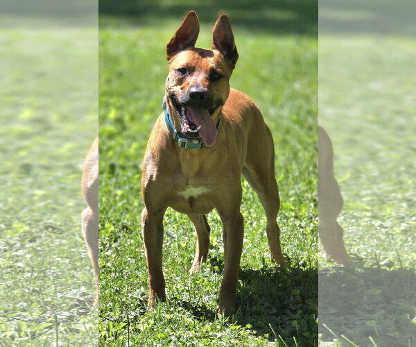 Medium Photo #1 Mutt Puppy For Sale in Clarkston, MI, USA