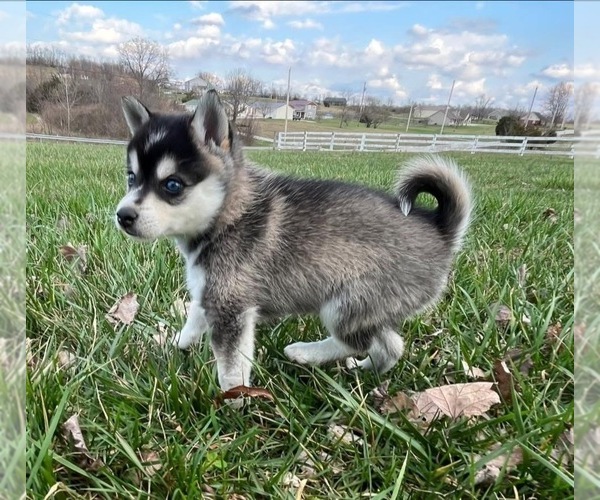 Medium Photo #5 Alaskan Klee Kai Puppy For Sale in WILLIAMSBURG, OH, USA