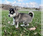 Small #4 Alaskan Klee Kai