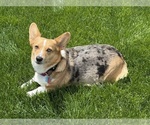 Small #11 American Corgi