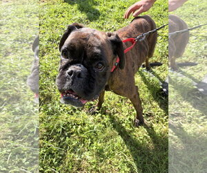 Mystic - Female Boxer Dog for Adoption - Photo #3