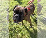 Small Photo #3 Boxer Puppy For Sale in Dumont, NJ, USA