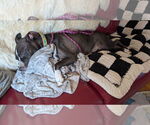 Small #3 American Pit Bull Terrier Mix