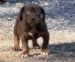 Puppy Puppy 1 Catahoula Leopard Dog