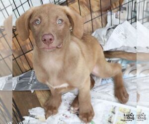 Chesador Dogs for adoption in Washington, DC, USA