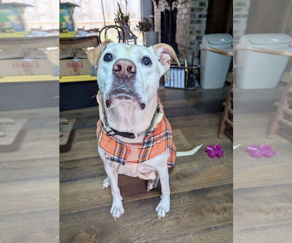 Medium Photo #6 Great Dane-Labrador Retriever Mix Puppy For Sale in Maryville, TN, USA