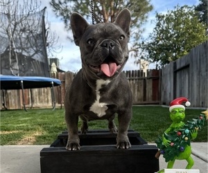 Mother of the French Bulldog puppies born on 05/18/2026