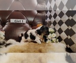 Small #2 Yorkshire Terrier