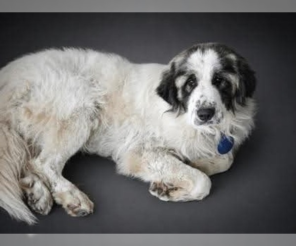 Medium Photo #2 Great Pyrenees-Unknown Mix Puppy For Sale in Brooklyn, NY, USA