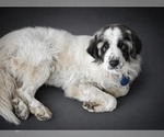 Small #1 Great Pyrenees Mix