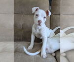 Small #16 American Staffordshire Terrier-Labrador Retriever Mix
