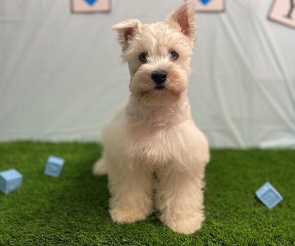 Medium Photo #2 Schnauzer (Miniature) Puppy For Sale in STUART, FL, USA