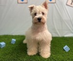 Small #1 Schnauzer (Miniature)