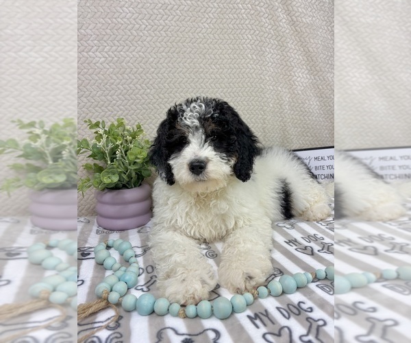Medium Photo #6 Bernedoodle (Miniature) Puppy For Sale in INDIANAPOLIS, IN, USA