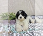 Small #5 Bernedoodle (Miniature)