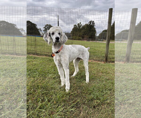 Medium Photo #2 Poodle (Standard)-Unknown Mix Puppy For Sale in Pacolet, SC, USA