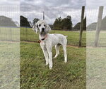 Small Photo #2 Poodle (Standard)-Unknown Mix Puppy For Sale in Pacolet, SC, USA