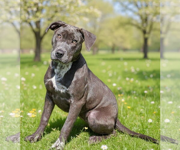 Medium Photo #5 Pointer-Unknown Mix Puppy For Sale in Talladega, AL, USA